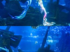 -江和美海洋公园