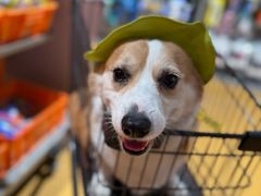 -MARSMART PETS火星宠物超市(1733店)