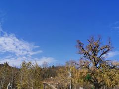 -千年银杏谷文化旅游区