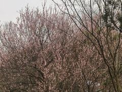 -南京珍珠泉风景区