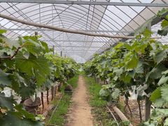 -马陆小张葡萄园农家乐