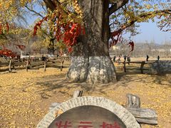 -千年银杏谷文化旅游区