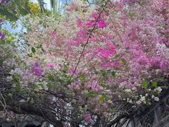 -深圳国际园林花卉博览园