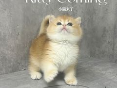 -小猫来了·猫舍(红山六九七九店)