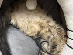 -欣宠猫屋·矮脚拿破仑·蓝金金渐层