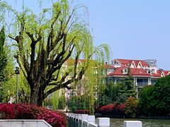 -嘉定紫藤园