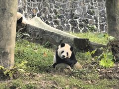 -都江堰中华大熊猫苑