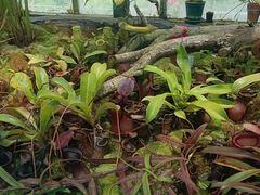 -国家植物园南园