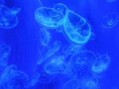 -福州罗源湾海洋世界旅游区