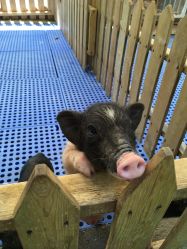 -萌宠亲子动物乐园(槐房万达店)