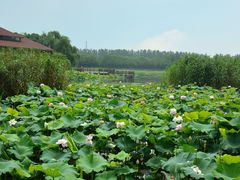 -荷塘月色湿地公园·向阳花洲
