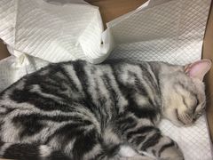 -纳吉亚猫专科动物诊疗中心(蒋宅口分院)