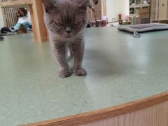 -猫和宫(六道口店)