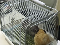 -立德异宠动物医院.兔鸟爬.内窥镜(天河店)