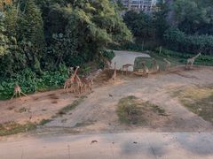 -广州长隆野生动物世界