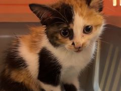 -瑞派康怡24h宠物医院·犬猫医疗中心·微创绝育(瑞景分院)
