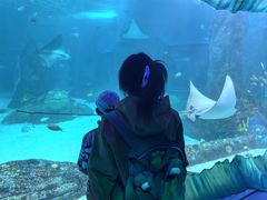 -悉尼海洋生物水族馆