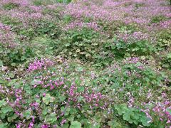 iphone_upload_pic-昆山城市生态森林公园