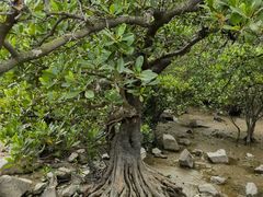 -宝安西湾红树林湿地公园