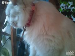 -Babycat私家御饼屋(龙头路一店)