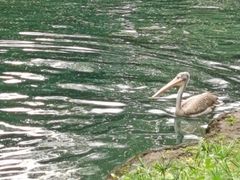 -奥兰多迪士尼动物王国乐园