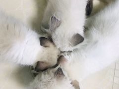 -瑞鹏宠物医院华南总院·夜诊·心脏科·骨科