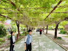 -嘉定紫藤园
