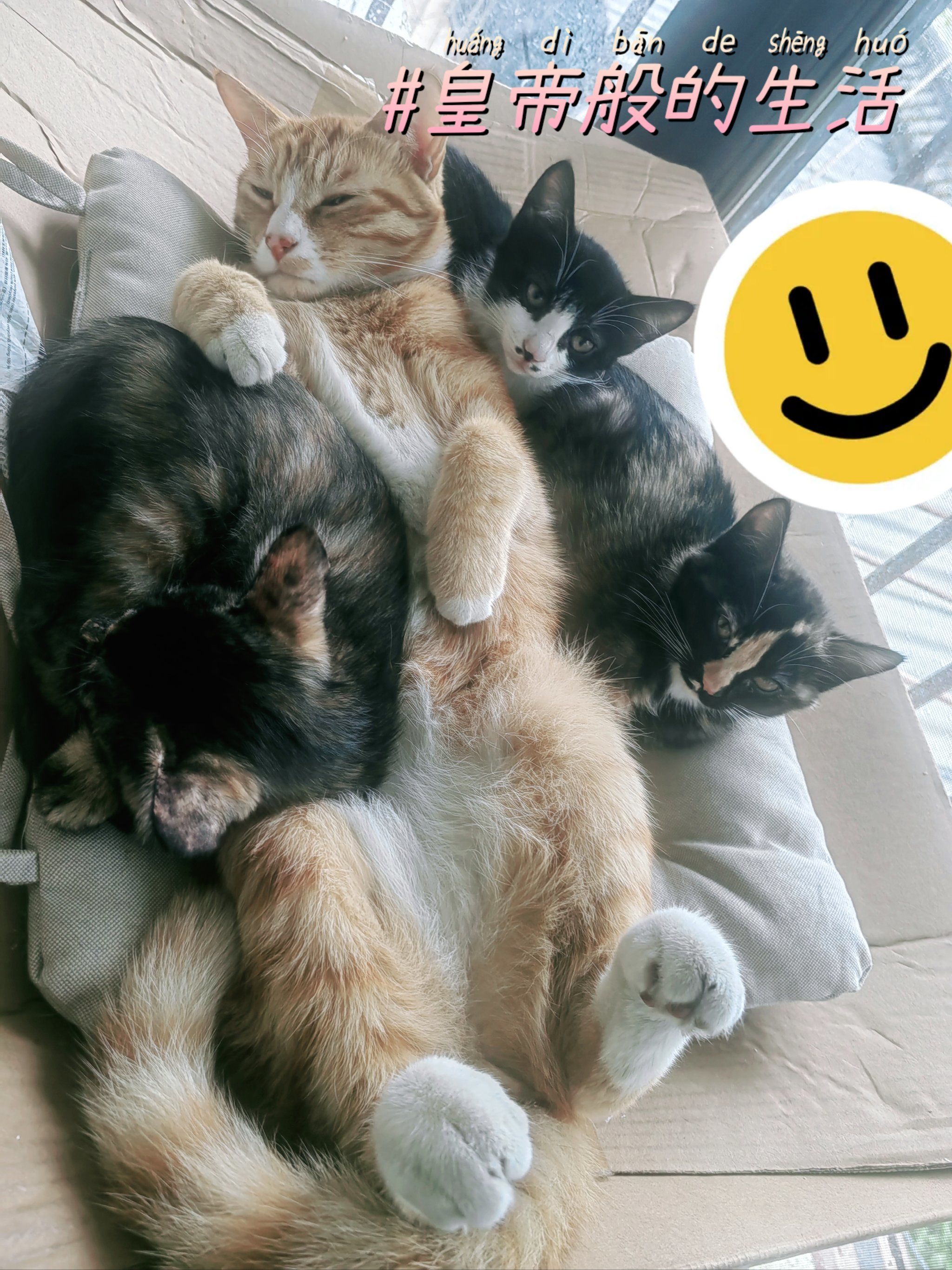 左拥右抱小橙喵,皇帝般的待遇