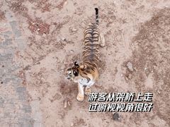 -青藏高原野生动物园