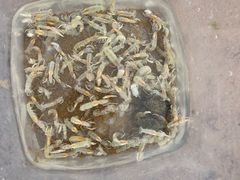 -东戴河风景区-止锚湾