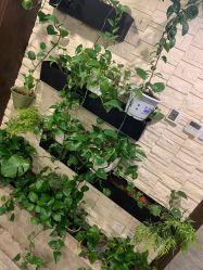 -青青一生美皮肤管理