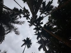 -亚龙湾热带天堂森林公园