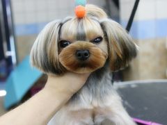 宁波诺比宠物美容日系精修-诺比宠物医院心脏内科·泌尿肾内外科·骨科急重症