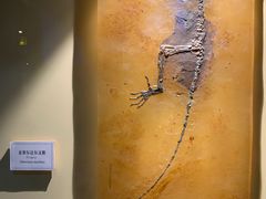 -辽宁古生物博物馆