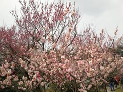 -南京古林公园