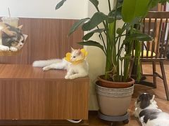 -有猫主题·治愈系猫咖(曾厝垵店)