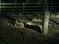 -清迈夜间动物园