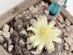 -曲阳花鸟市场(曲阳路店)