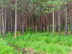 -塞罕坝国家级自然保护区