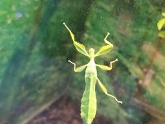 -上海大自然野生昆虫馆(东方明珠·爬宠昆虫探索中心)