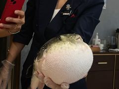 -鲐赏河豚(长寿店)