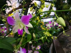 -北京植物园-展览温室