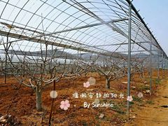-大连北马山庄