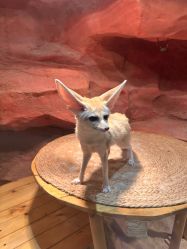 -Zoolung Zoolung动物主题公园(海信广场店)