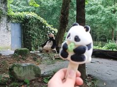 -都江堰中华大熊猫苑