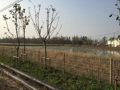 -上海长兴岛郊野公园