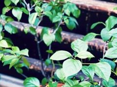 -归觅·西关小姐人文艺术馆(荔枝湾店)