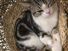 -飞行喵MR PILOT|猫舍·猫咖(静安大融城店)