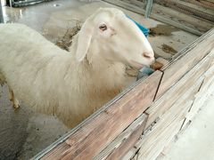 -上海多利农业发展有限公司