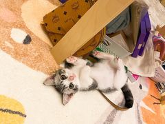 -屋虎猫馆(宝安大仟里店)